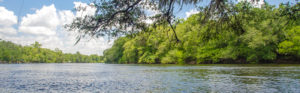 Suwannee River Rock Bluff Spring Florida Paddle Notes