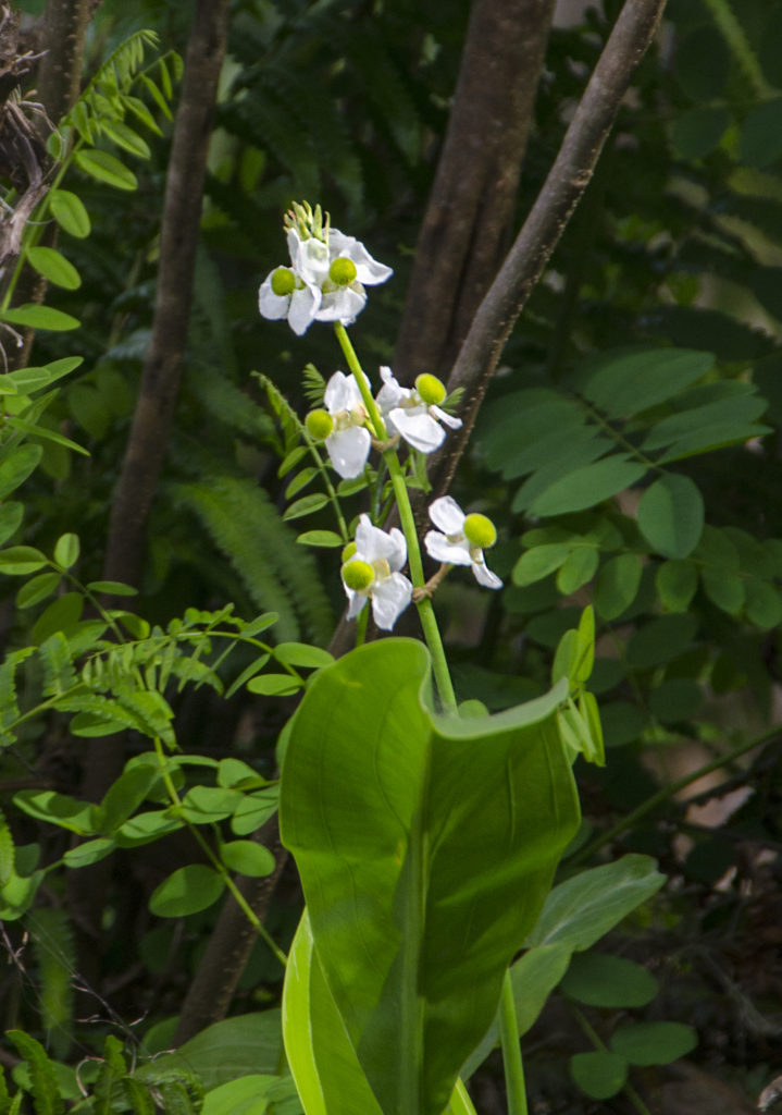 Arrowhead - Agittaria latifolia