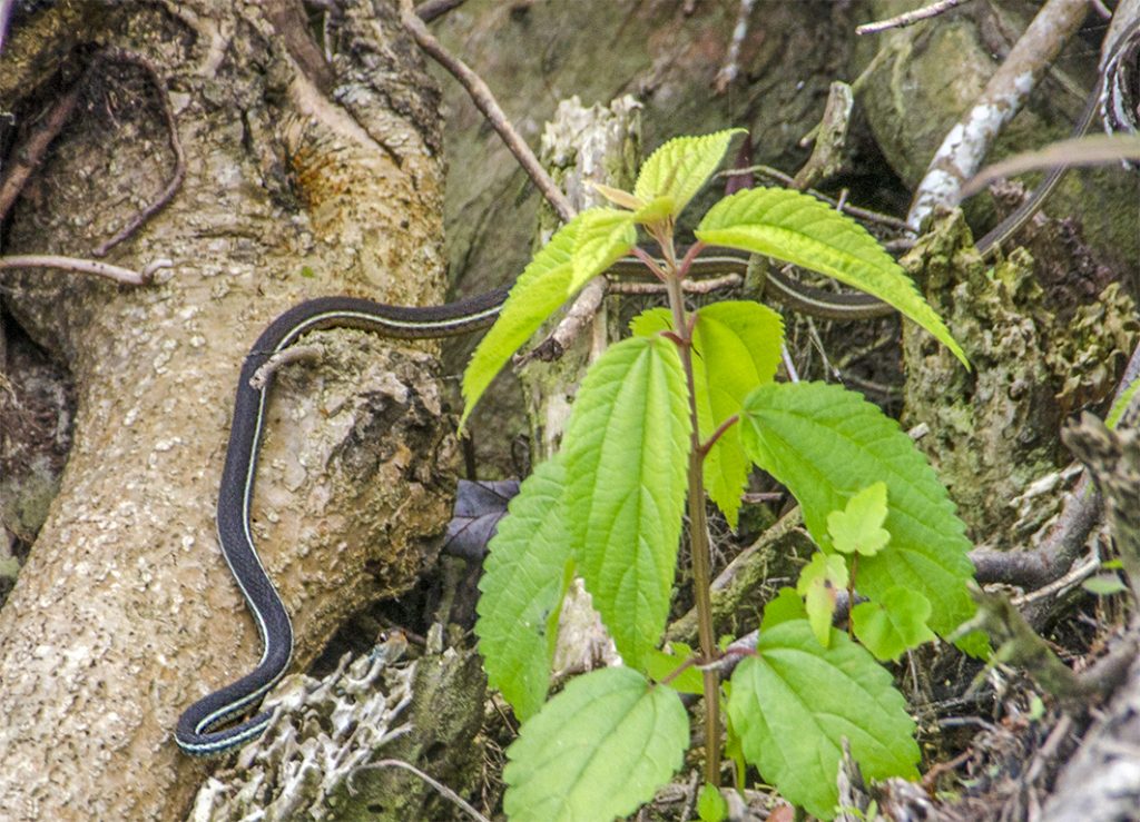 Bluestripe Ribbon Snake - Thamnophis sauritus nitae