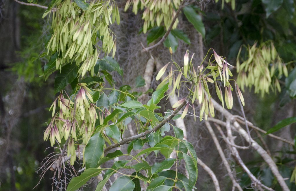 Carolina Ash - Fraxinus caroliniana