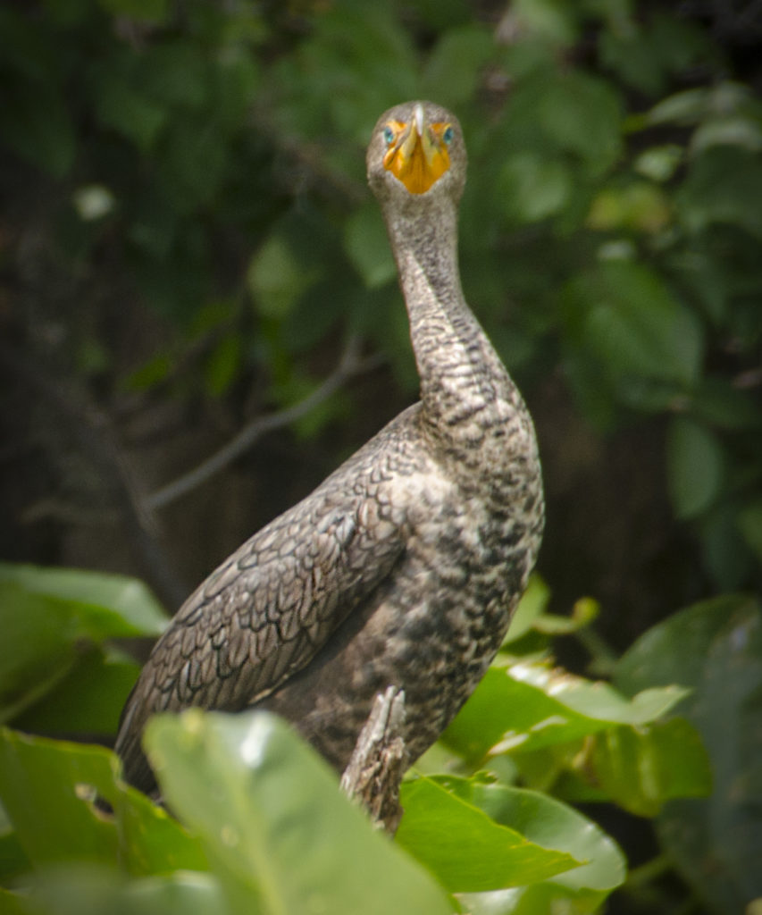 Cormorant - Phalacrocorax