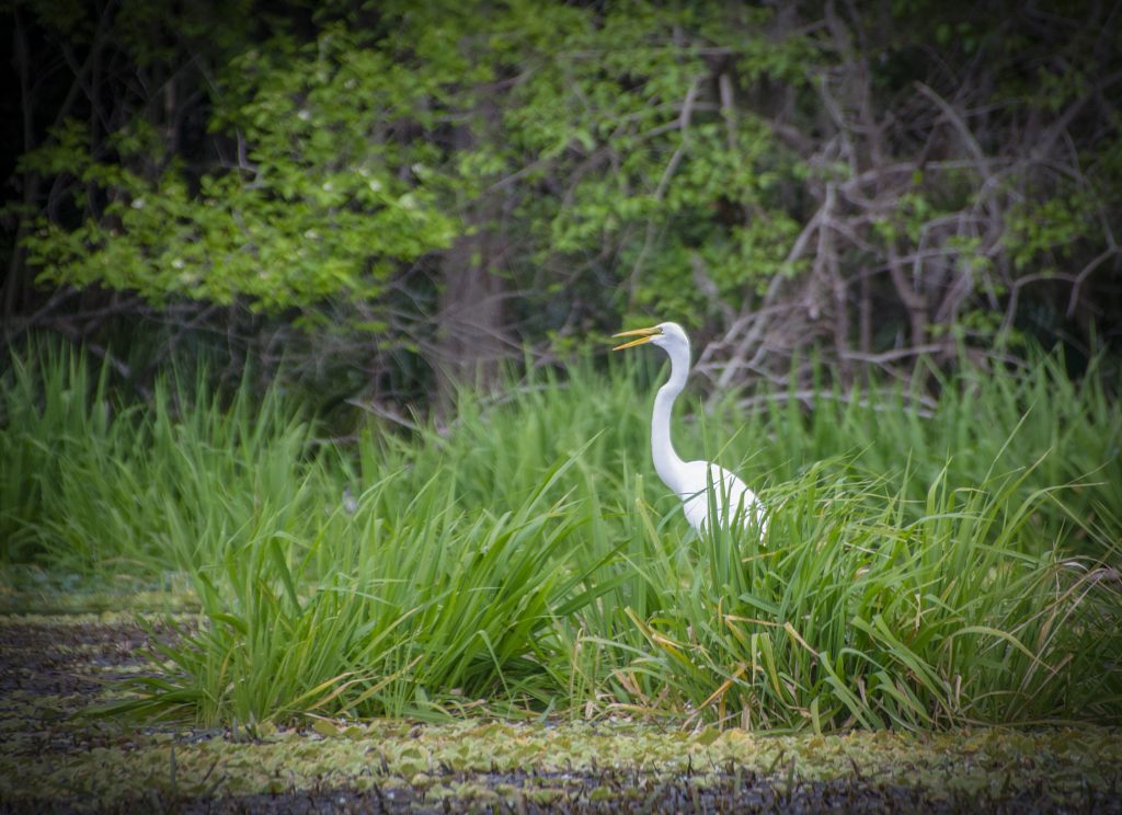 Egret-in-the-Grass