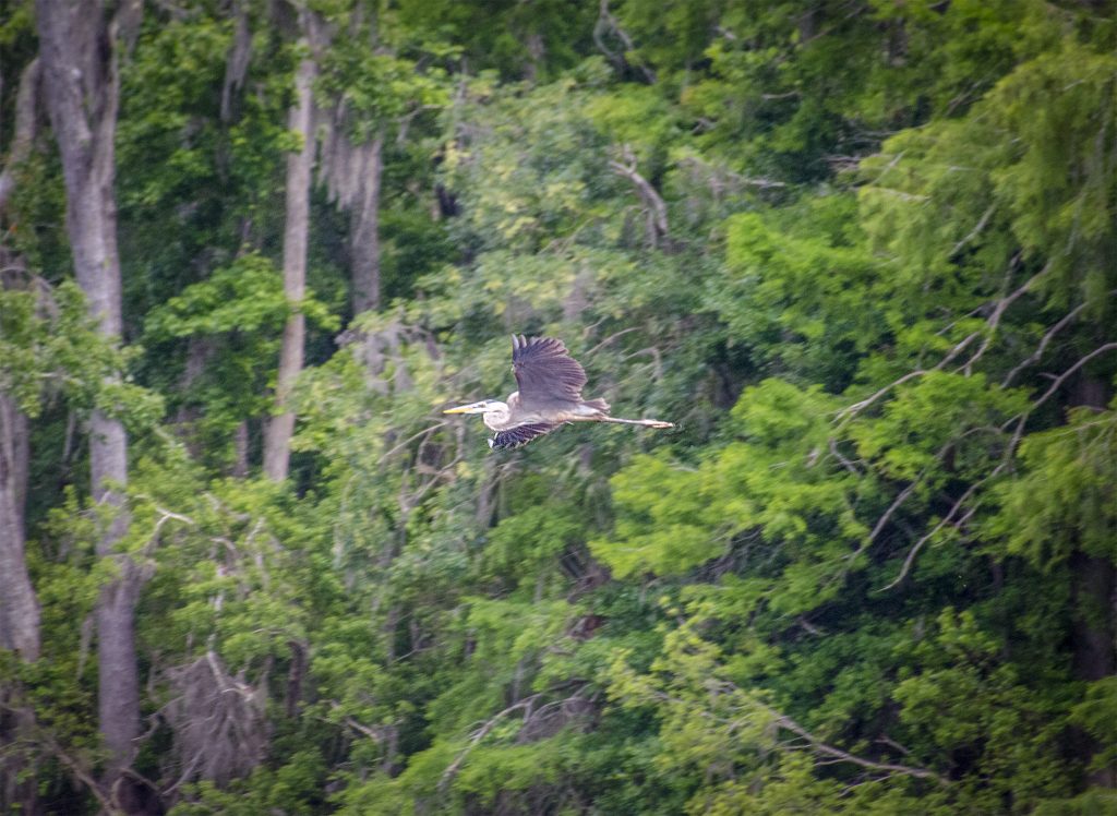 Great Blue Heron - Ardea herodias