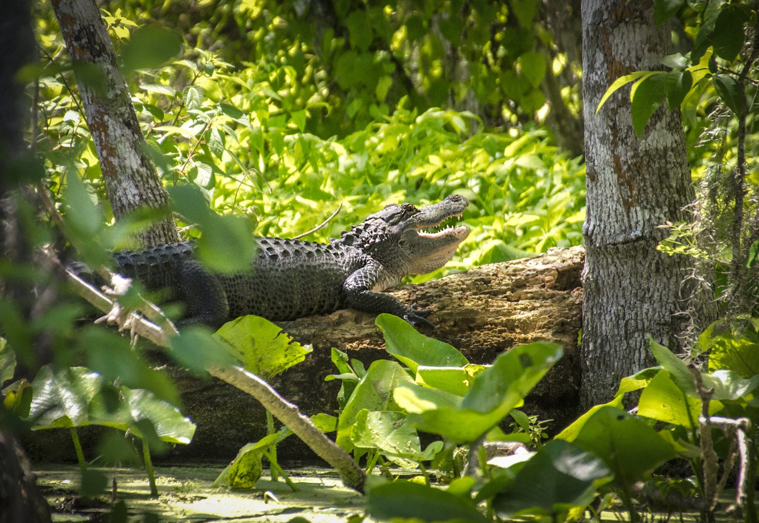 Florida Paddle Notes Alligator Mating Season