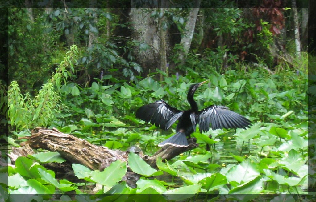 Anhinga - Anhinga anhinga