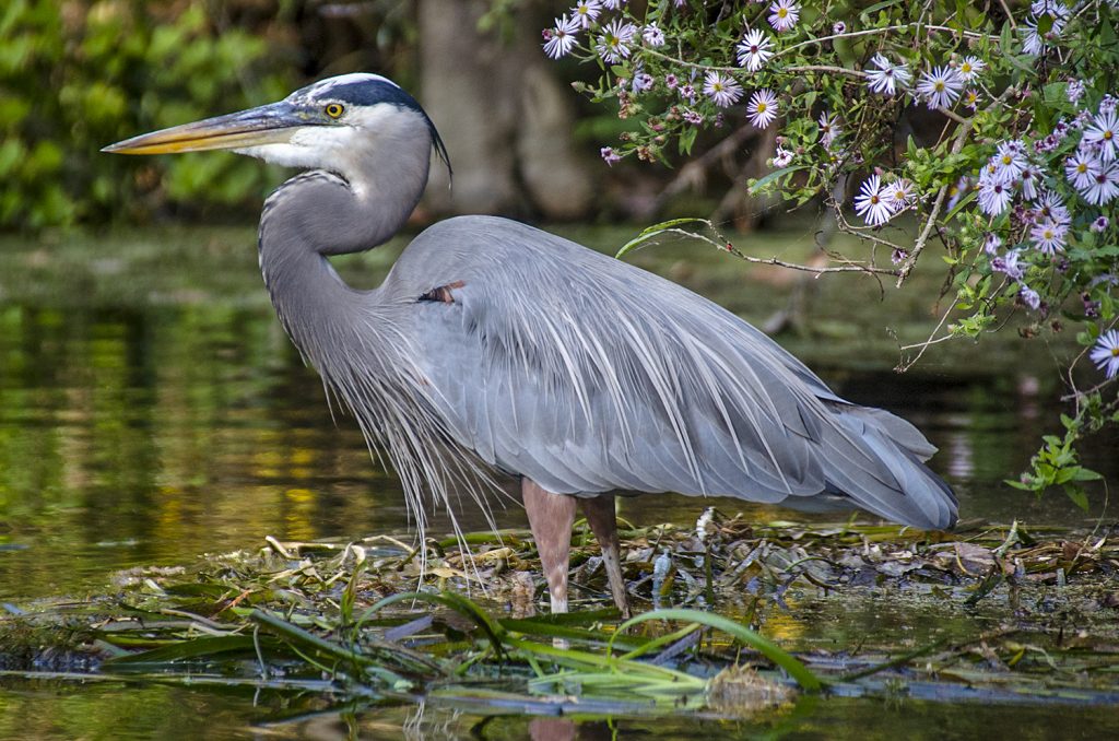 Blue Heron - Ardea herodias