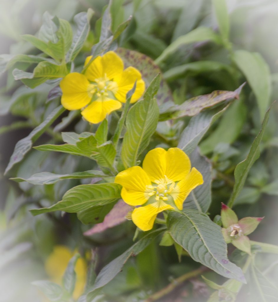 Floating Primrose Willow - Ludwigia peploides