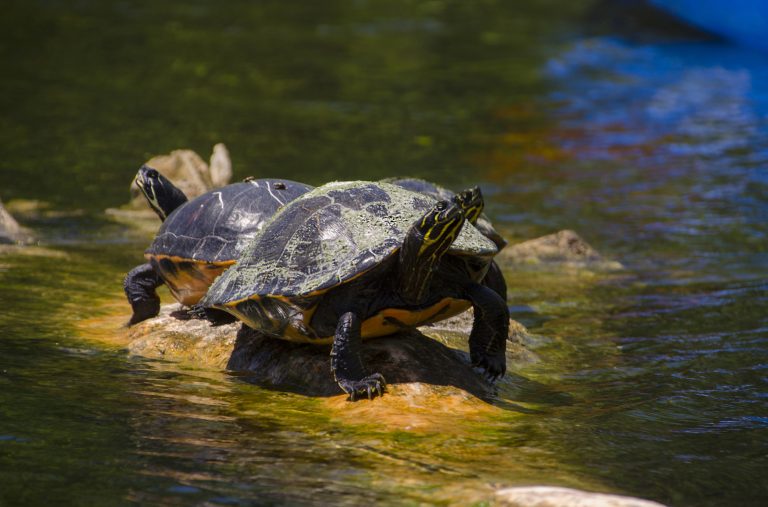 Florida Cooter – Pseudemys floridana | Florida Paddle Notes