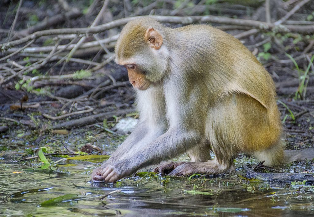 Monkey on Shoreline