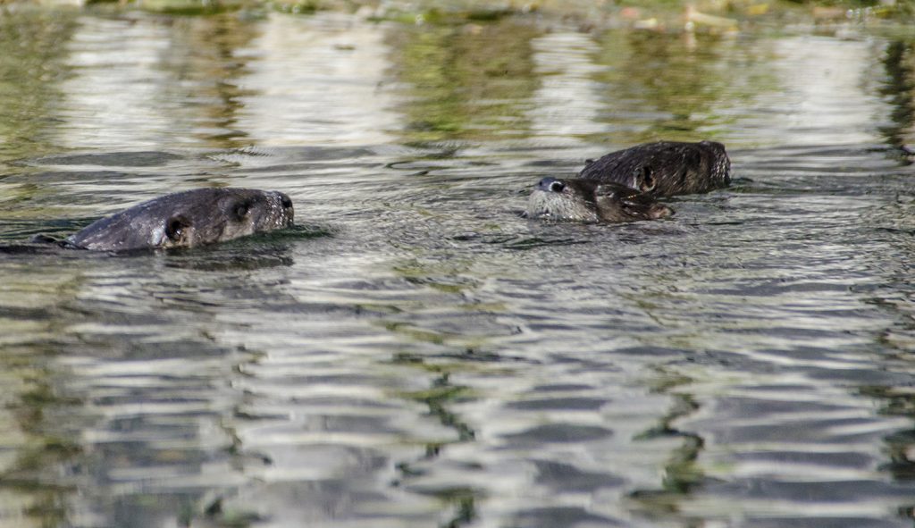 North American River Otter - Lontra canadensis