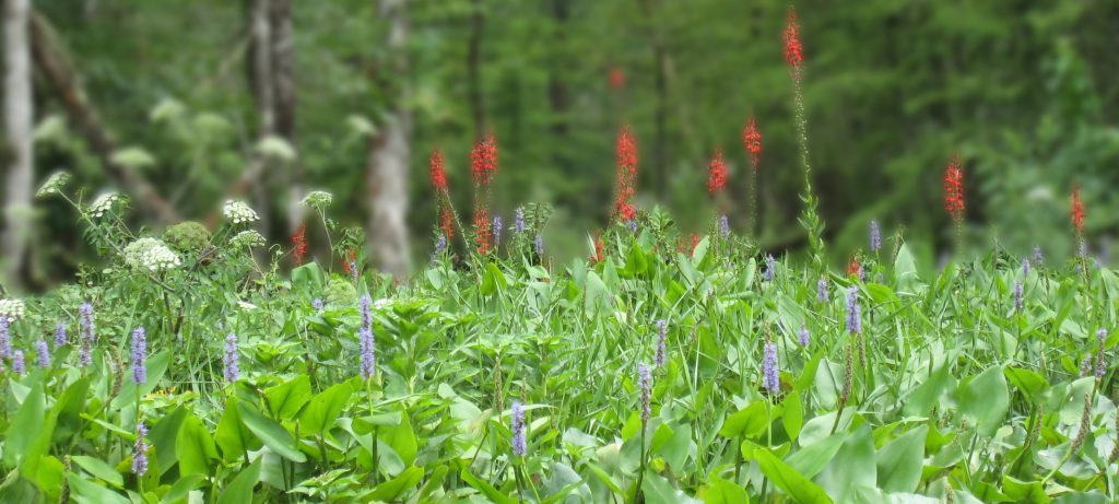 River Flowers