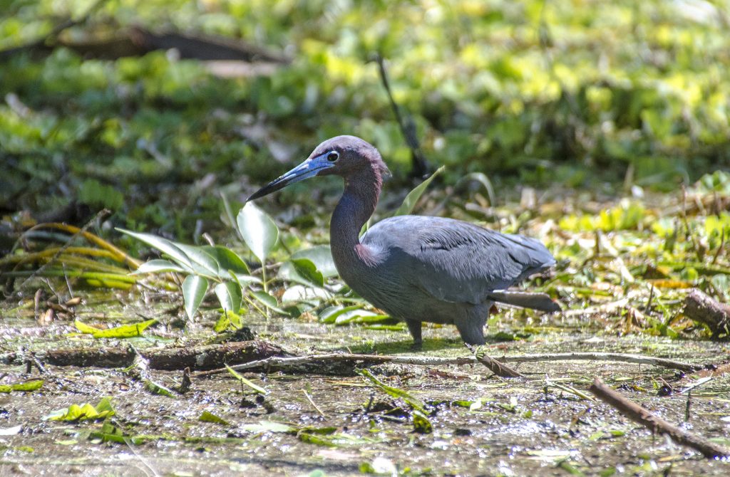 Tricolored Heron - Egretta tricolor