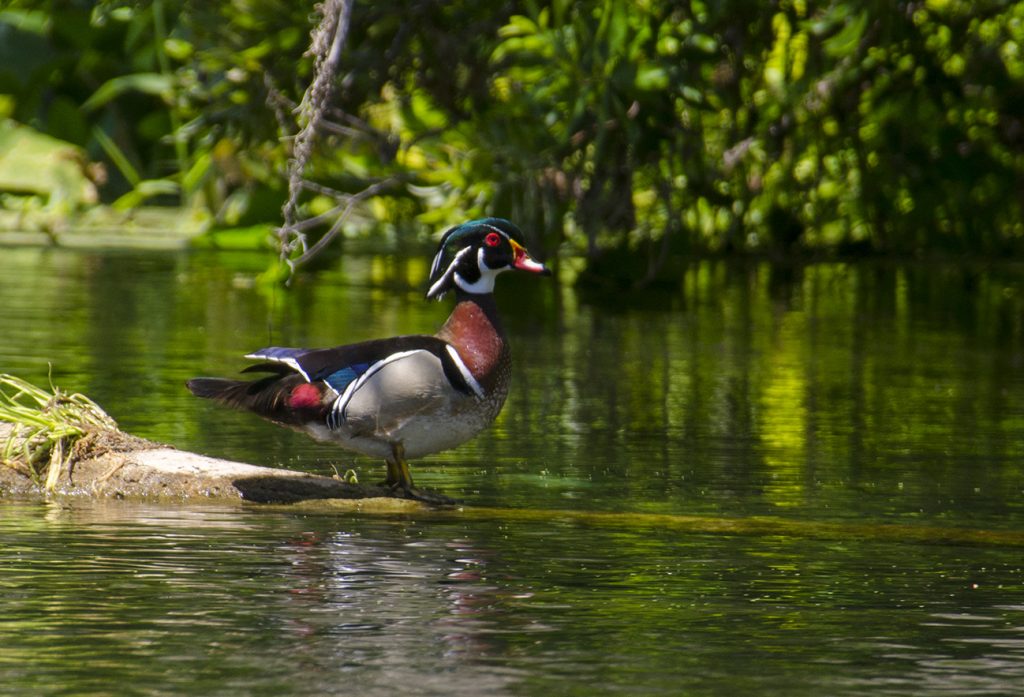 Wood Duck - Aix sponsa