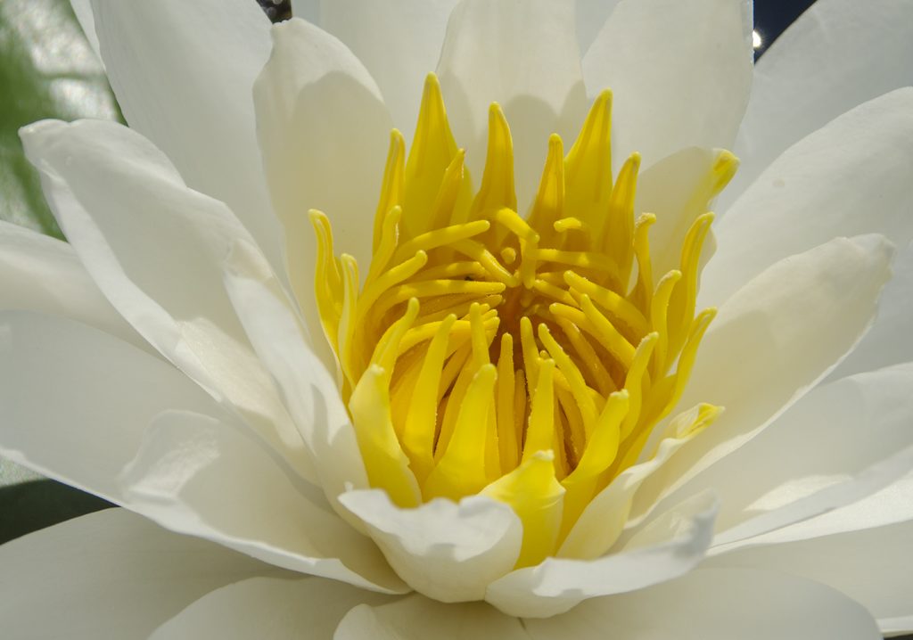 Fragrant Water Lilly - Nymphaea odorata