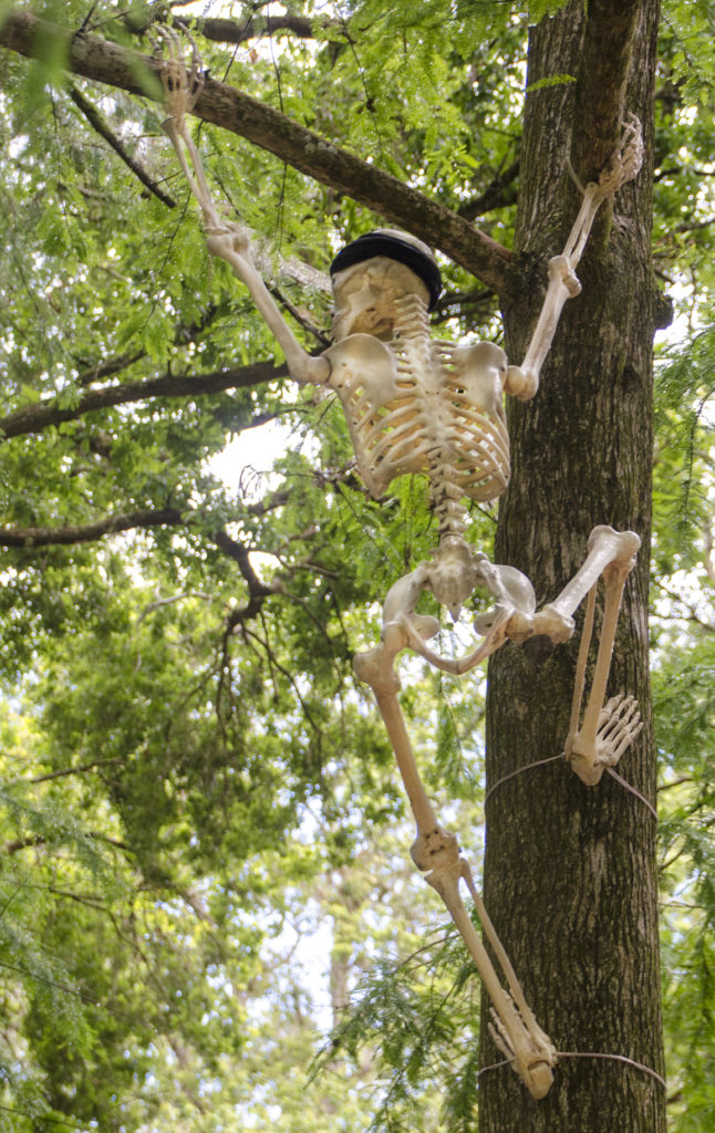 Skeleton in Tree