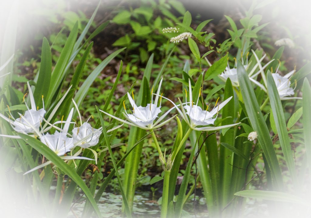 Spider Lily - Hymenocallis latifolia