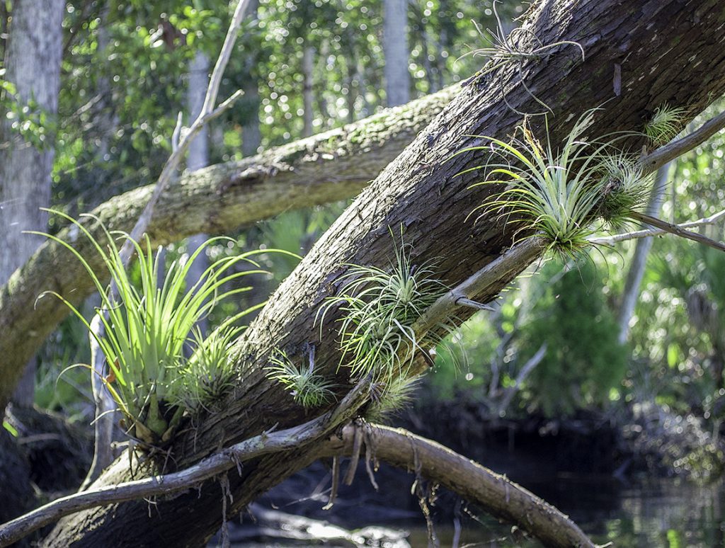 Tillandsia spp