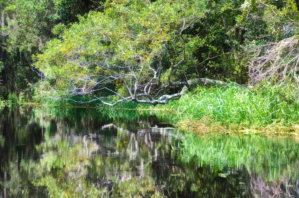 Tree over Santa Fe Canal