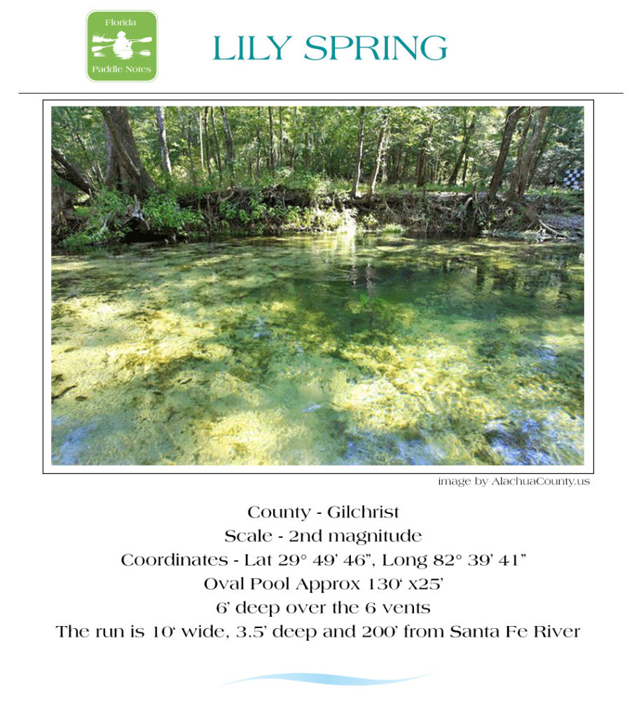 Lily Spring