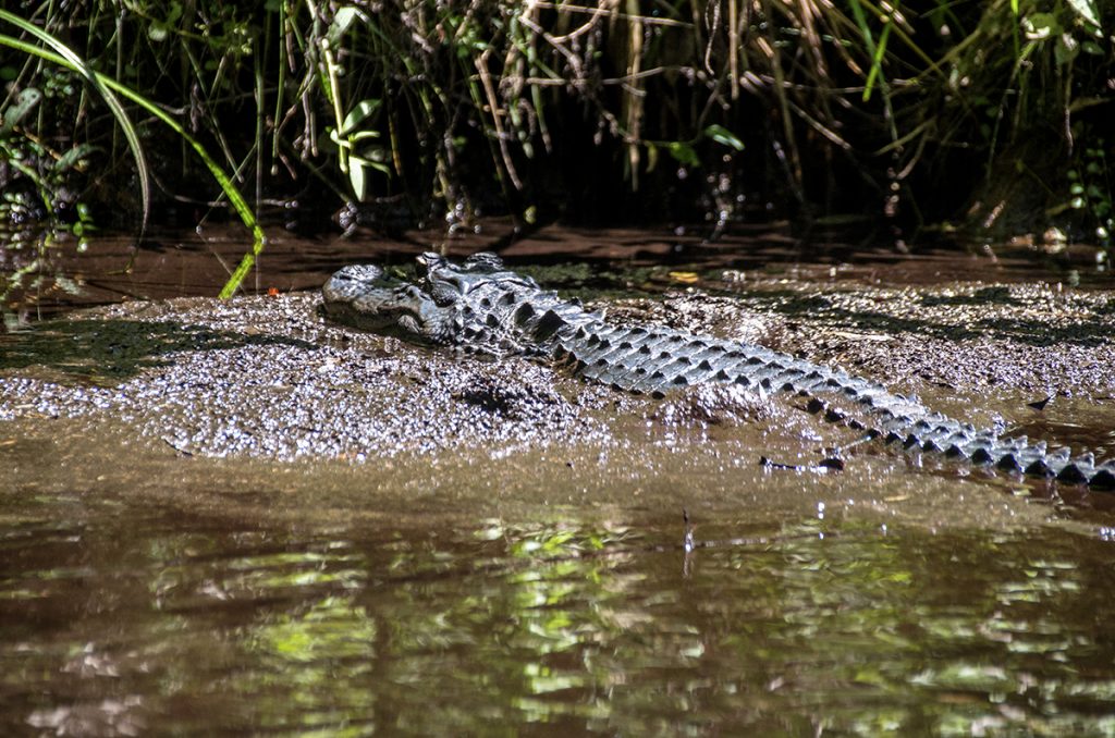 Alligator - Mud Spa