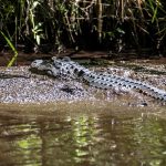 Alligator - Mud Spa