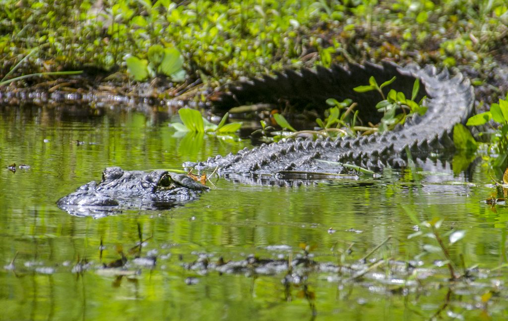 American Alligator - Alligator mississippiensis