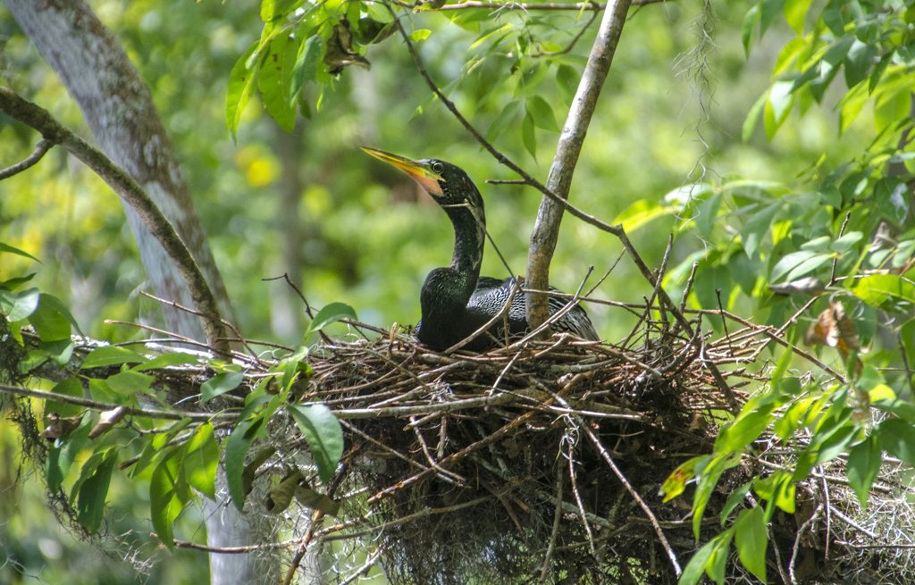 Anhinga in Nest - Silver River