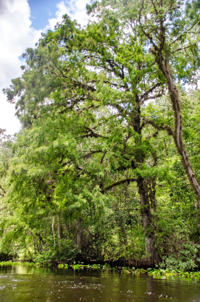 Bald Cypress - Ocklawaha River