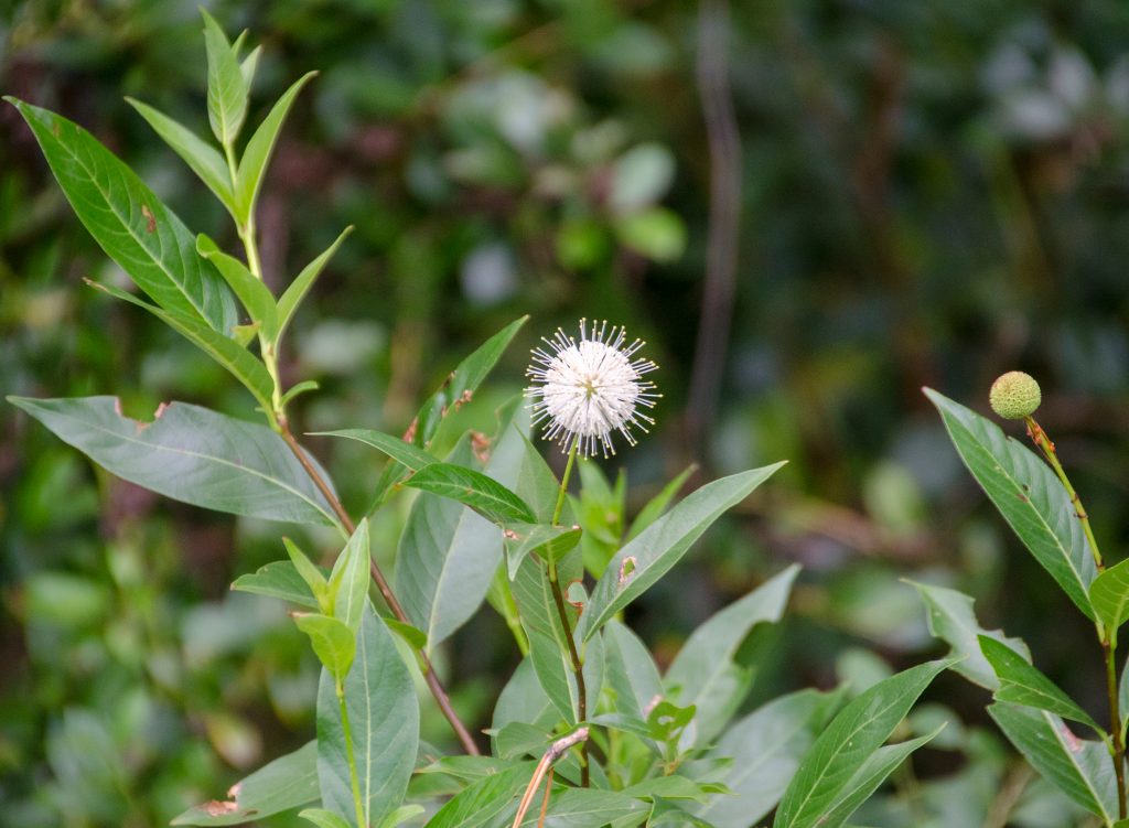 Buttonbush - Cephalanthus occidentalis