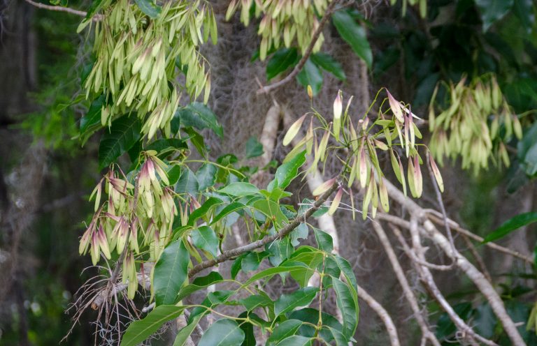 Carolina Ash – Fraxinus caroliniana | Florida Paddle Notes