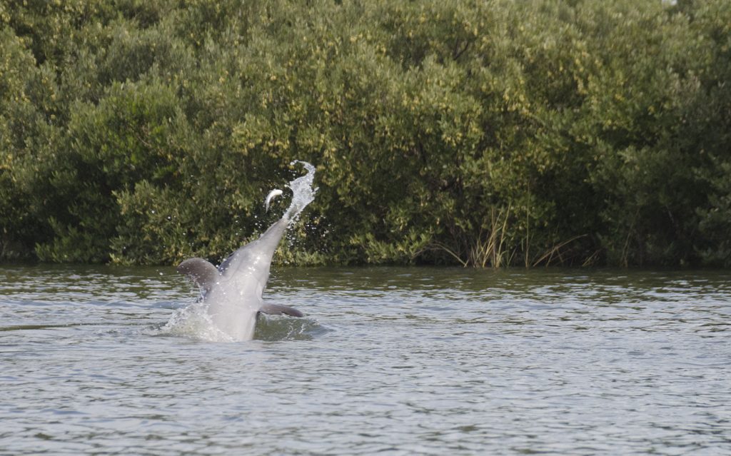 Dolphin flips Fish in air