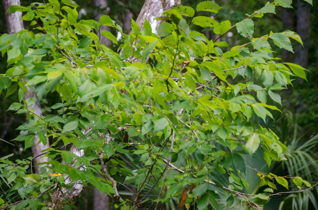 FLorida Elm - Ulmus americana var. floridana