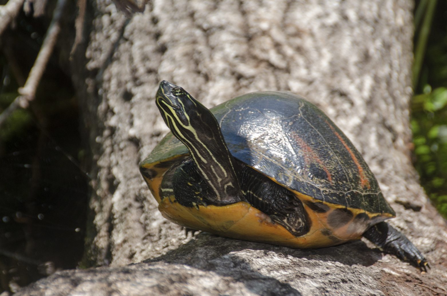 Florida Red-Bellied Cooter – Pseudemys nelsoni | Florida Paddle Notes