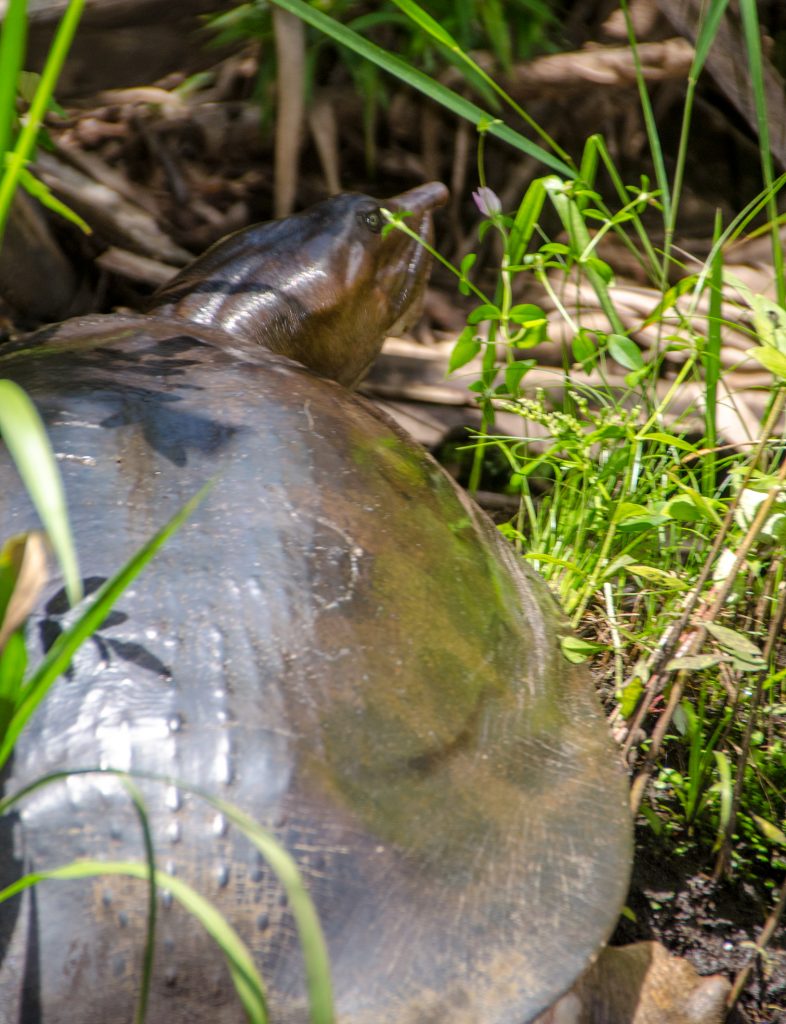 Florida Softshell Turtle - Apalone ferox