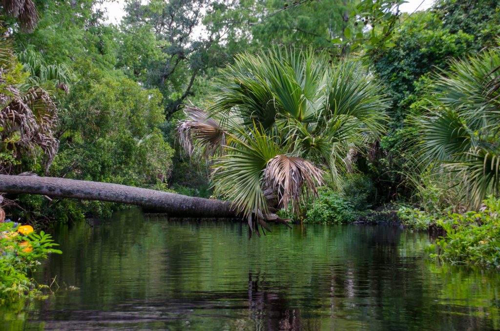 Palm over Juniper Creek