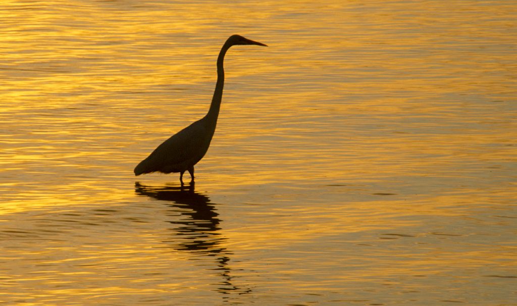 Sunset Heron - Atsena Otie