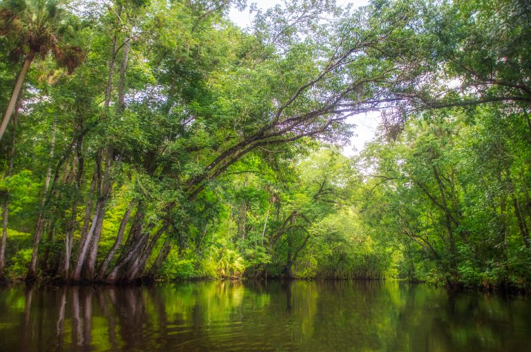 The Ocklawaha River | Florida Paddle Notes