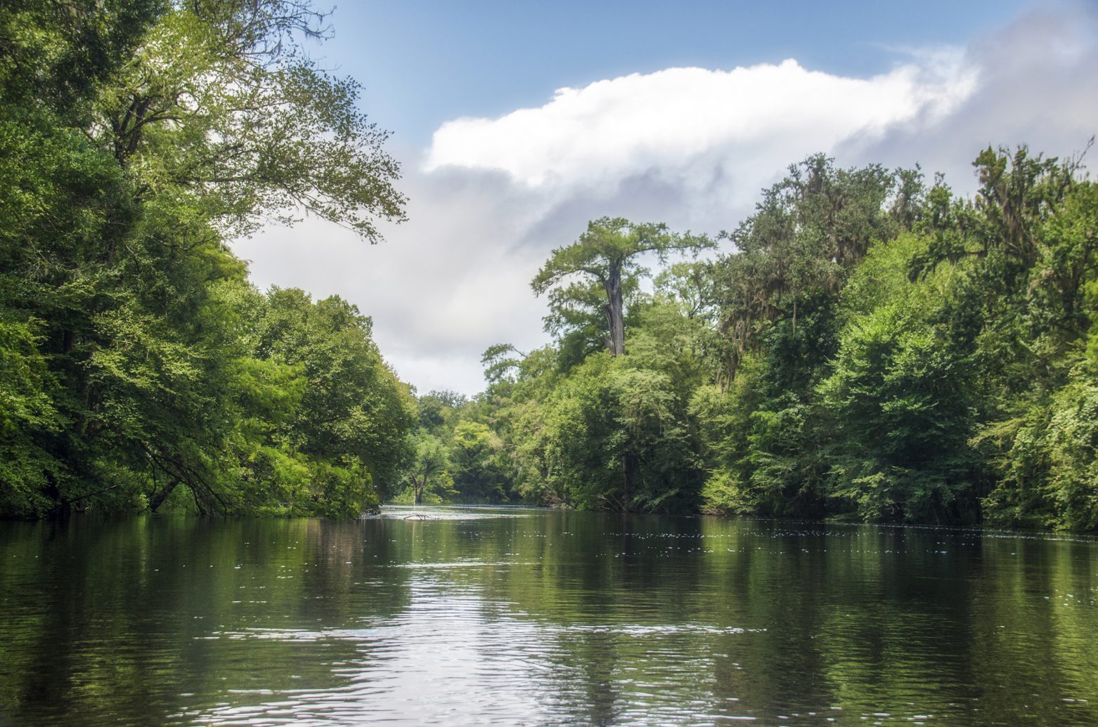 Welcome to Florida Paddle Notes - Santa Fe River