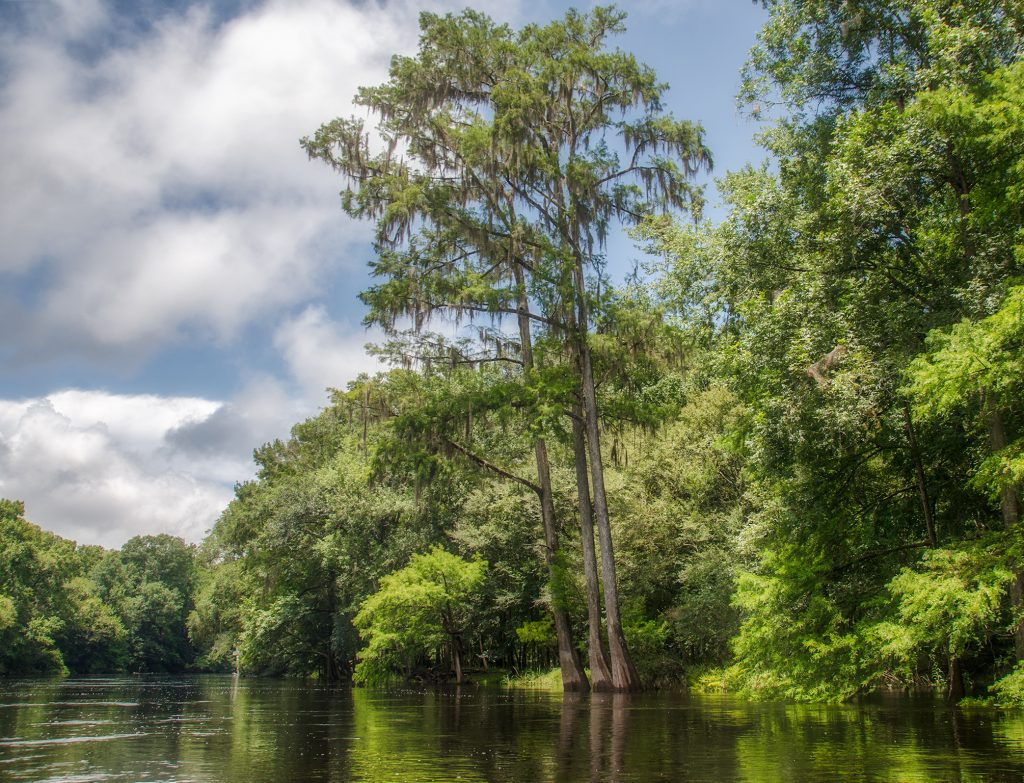 The Santa Fe River Cypress