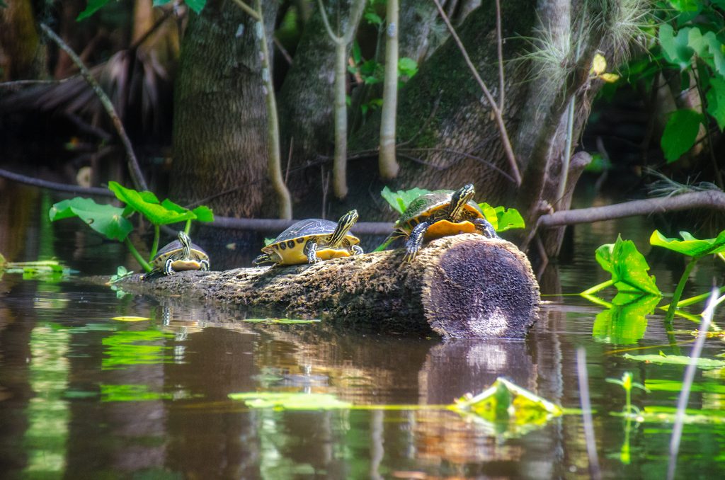 Florida Cooters along the Ocklawaha