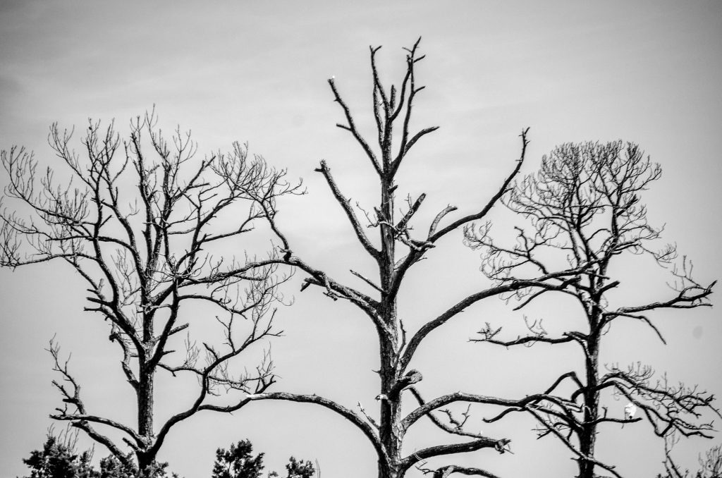 Bare Trees