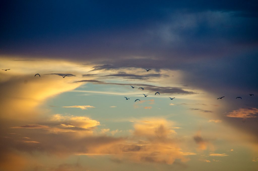 Birds of a Feather Over Lake Disston