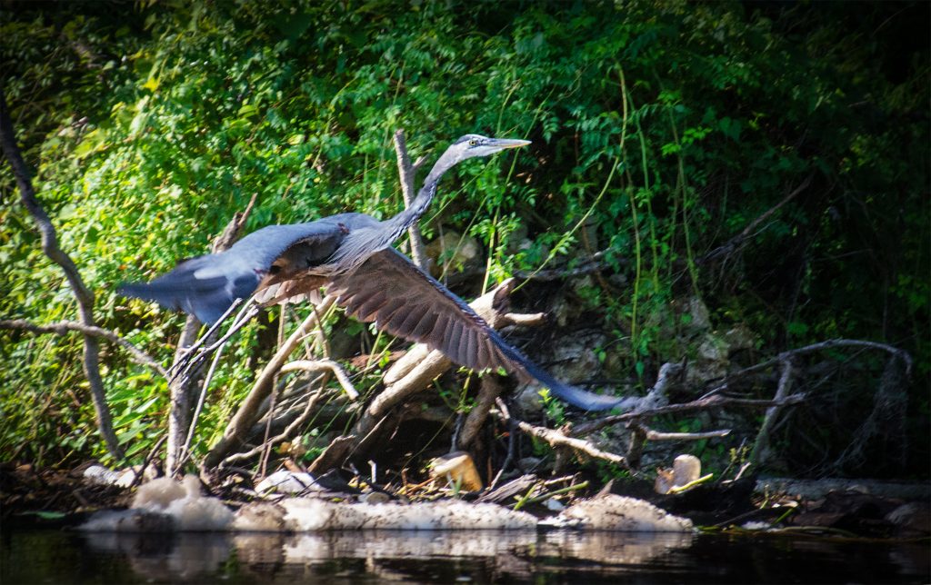 Blue Heron in Flight