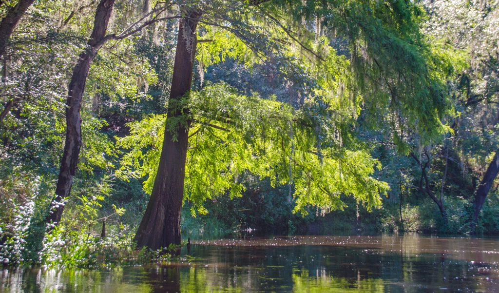 Cypress on the Withlacoochee