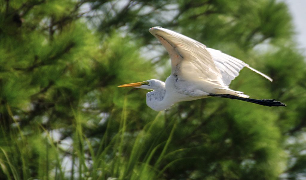 Egret in Flight