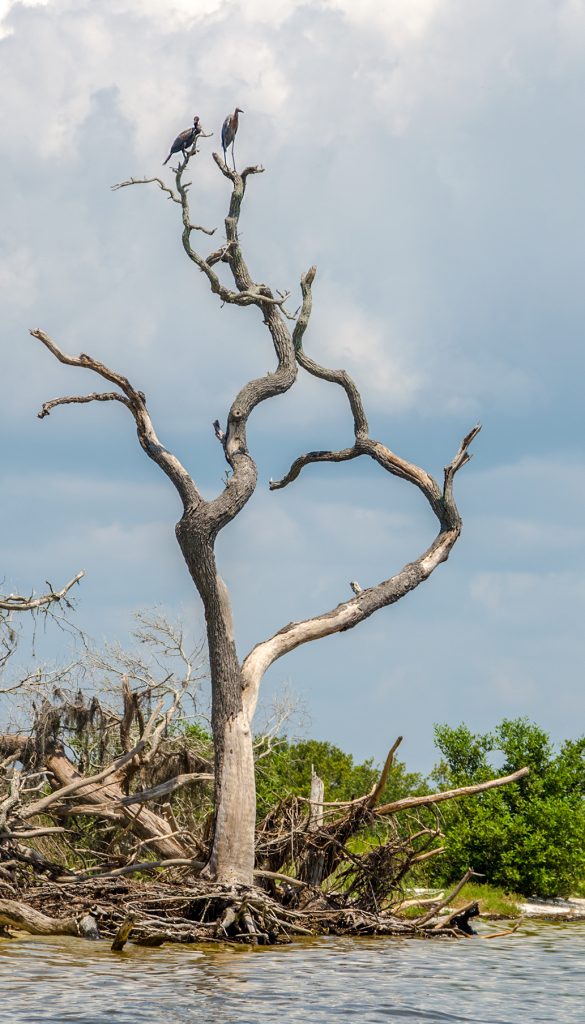 A Cormorant and Reddish Heron perched high above