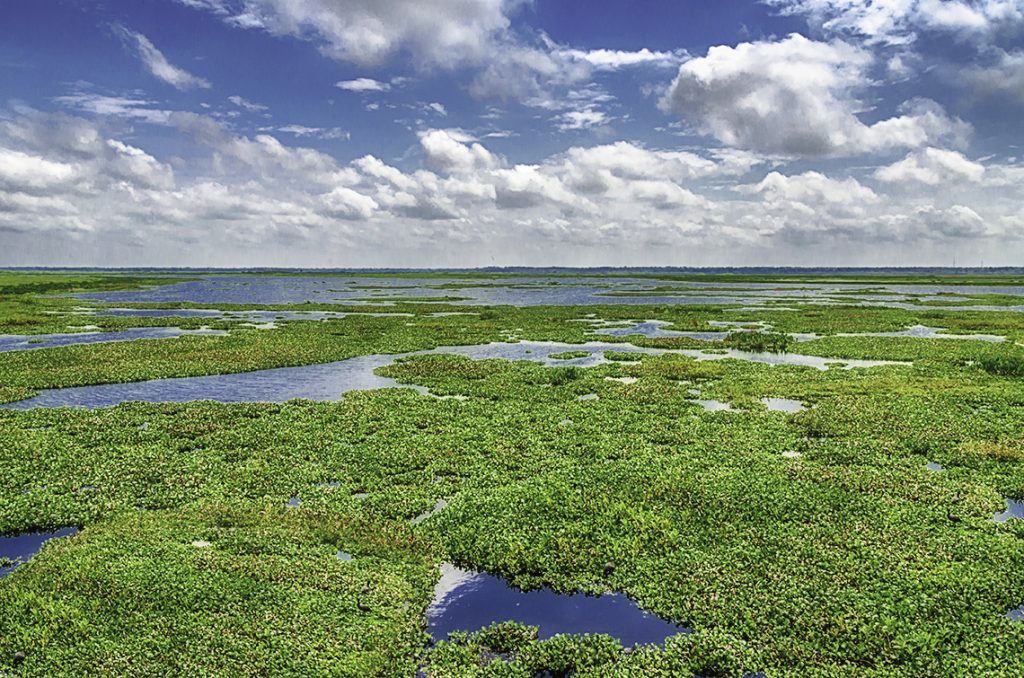 Payne's Prairie