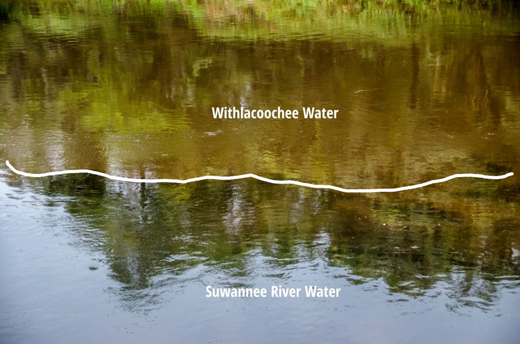 Silty Withlacoochee meets the Suwannee