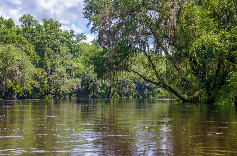 The Withlacoochee River  Florida Paddle Notes