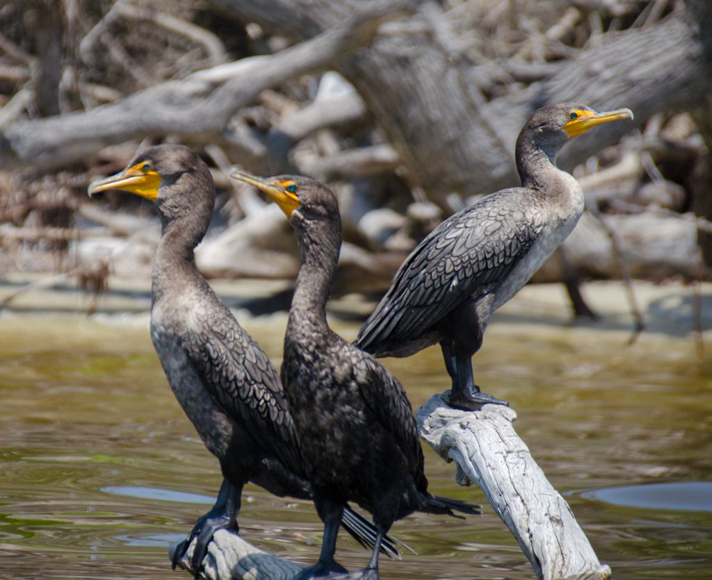 Three Cormorants